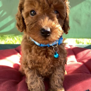 Michael Toy Poodle