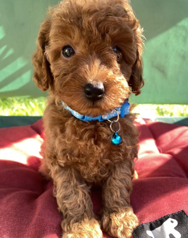 Michael Toy Poodle