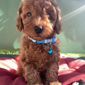 Michael Toy Poodle