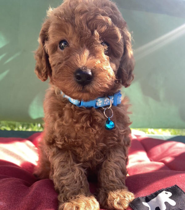 Michael Toy Poodle