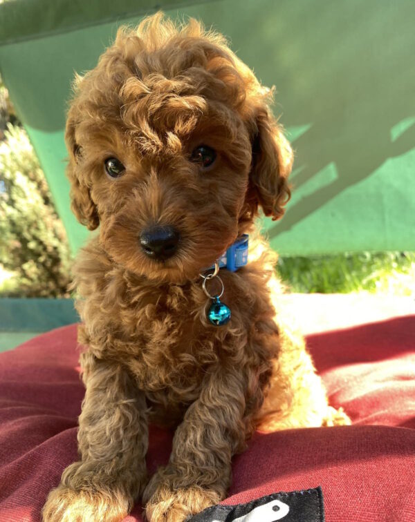 Michael Toy Poodle