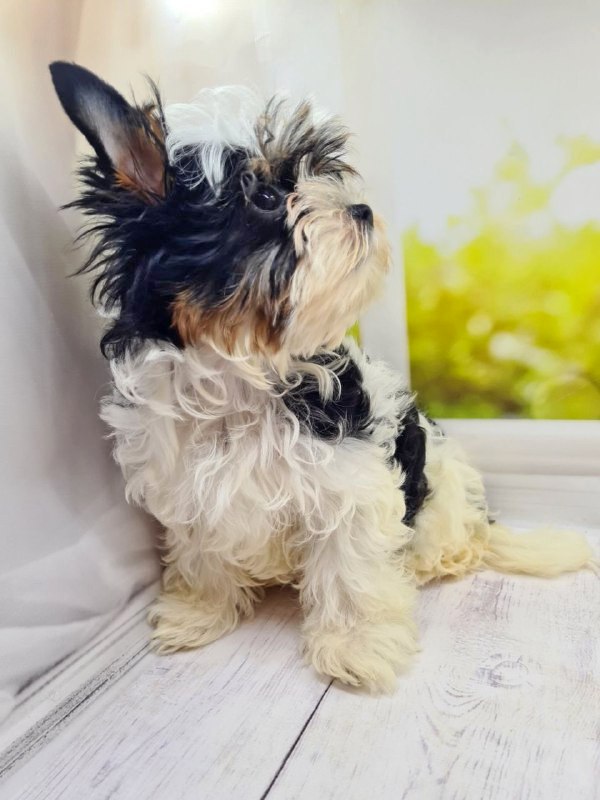 Michel Biewer Yorkshire Terrier