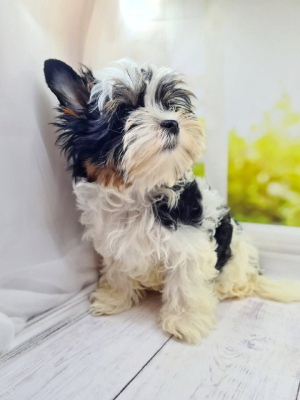 Michel Biewer Yorkshire Terrier
