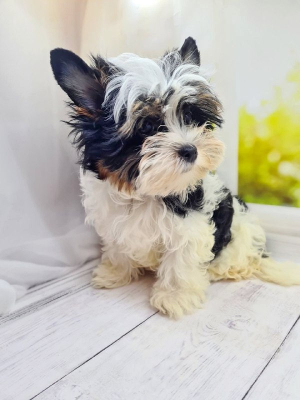 Michel Biewer Yorkshire Terrier