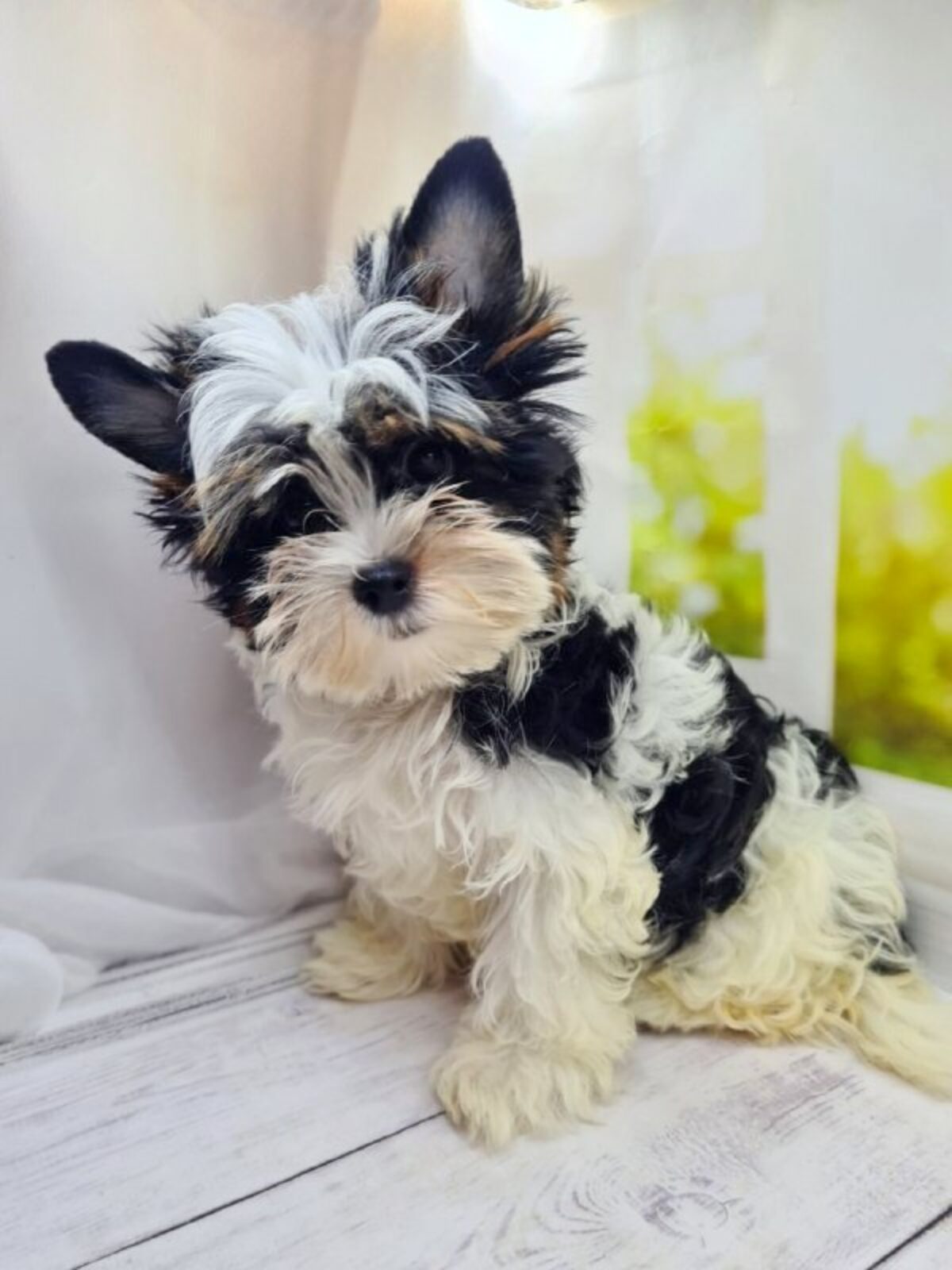 Biewer Yorkshire Terrier Dogs and Puppies for sale