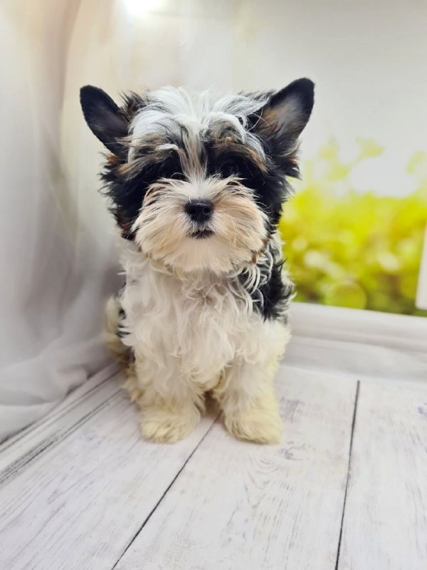 Michel Biewer Yorkshire Terrier