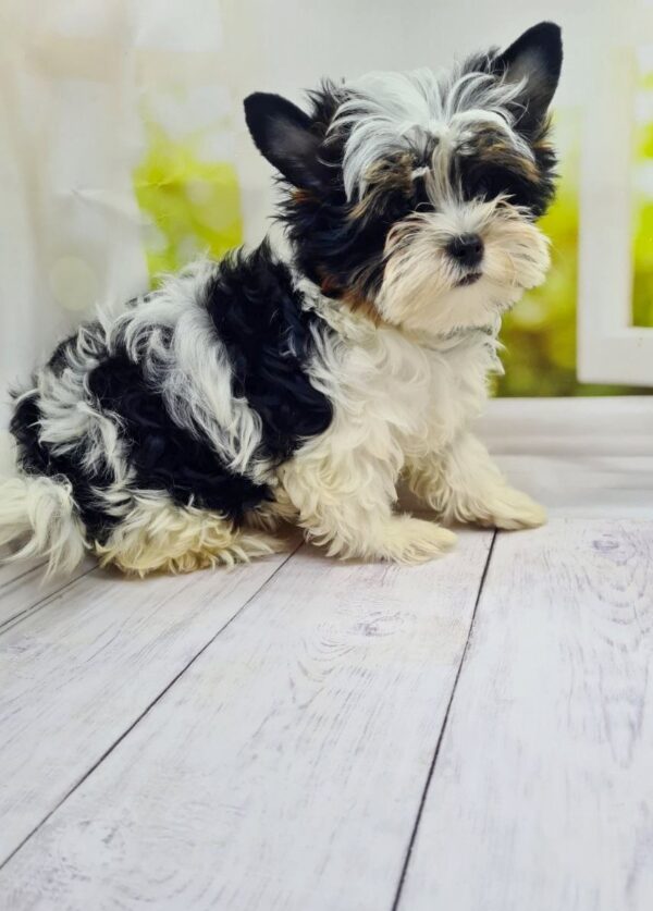 Michel Biewer Yorkshire Terrier