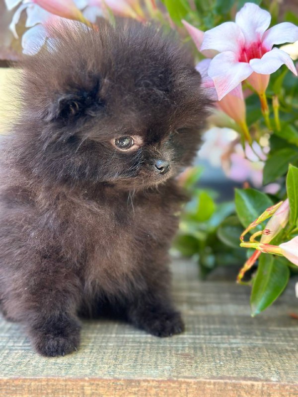 Michkey Pomeranian