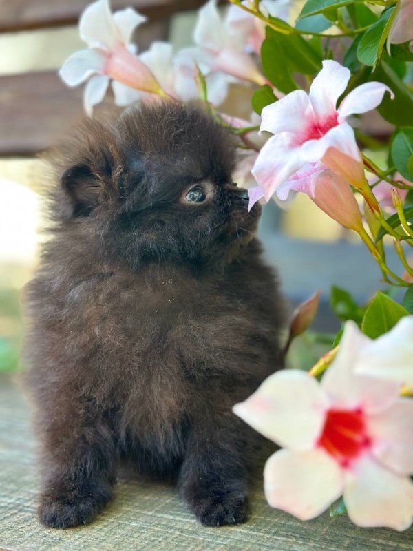 Michkey Pomeranian