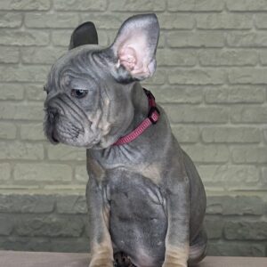 Mika Big Rope French Bulldog