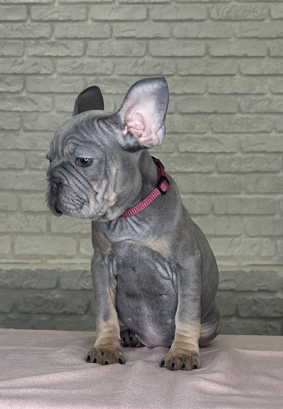 Mika Big Rope French Bulldog