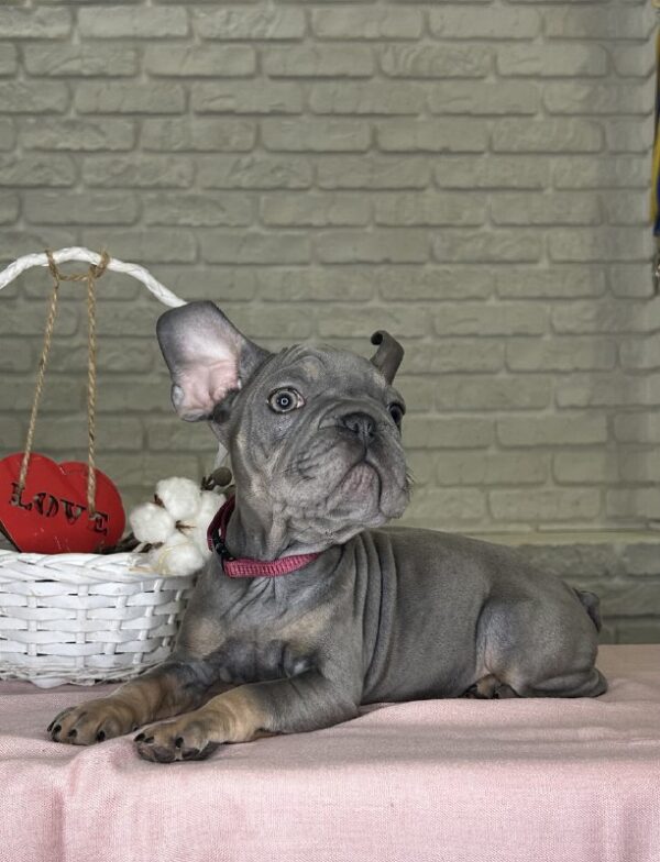 Mika Big Rope French Bulldog