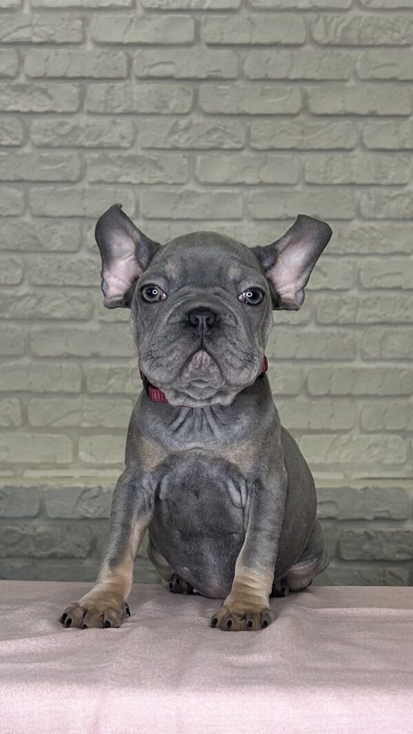 Mika Big Rope French Bulldog
