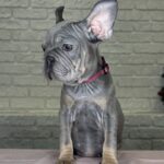Marru Big Rope French Bulldog