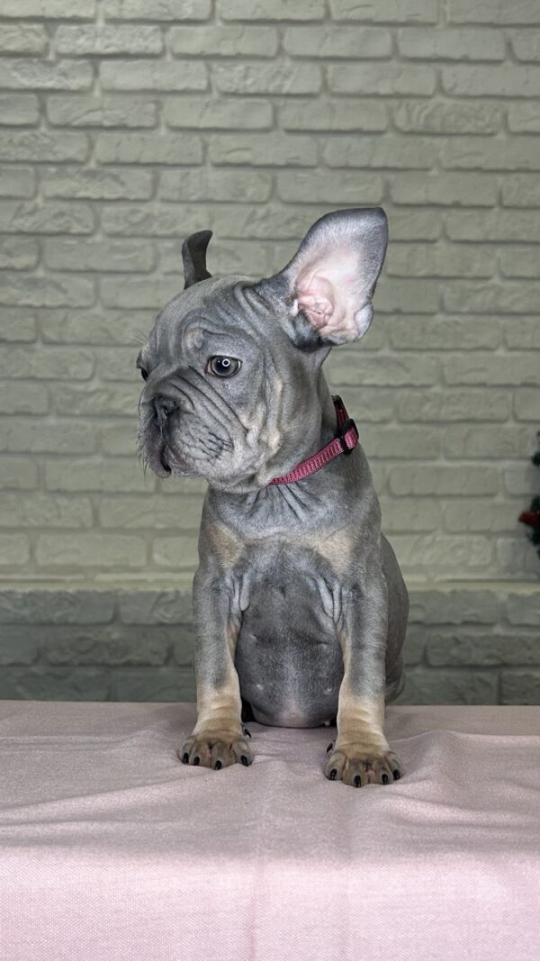 Mika Big Rope French Bulldog