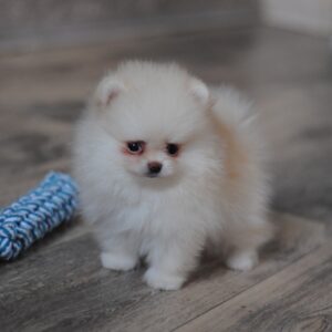 Miki Pomeranian