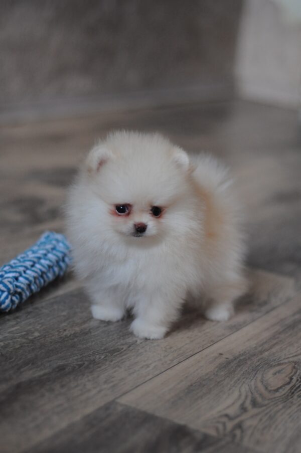 Miki Pomeranian