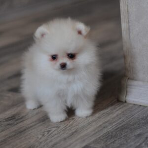 Miki Pomeranian