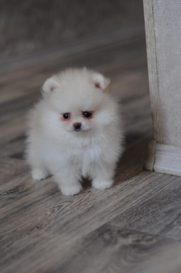 Miki Pomeranian