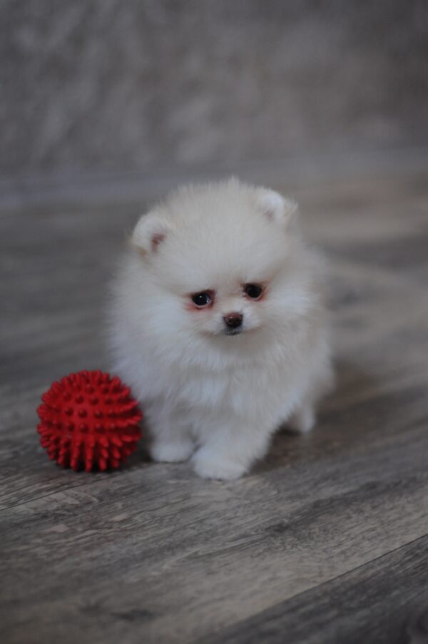 Miki Pomeranian