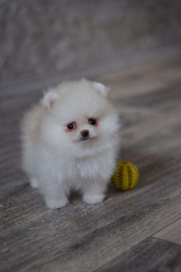Miki Pomeranian