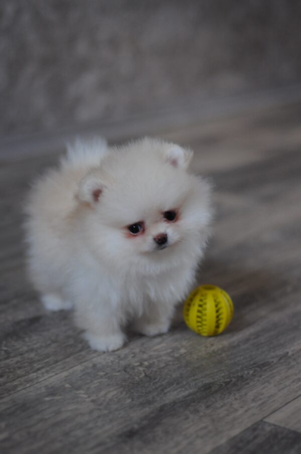 Miki Pomeranian
