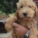 Björn Goldendoodle