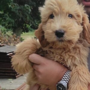 Milo Goldendoodle