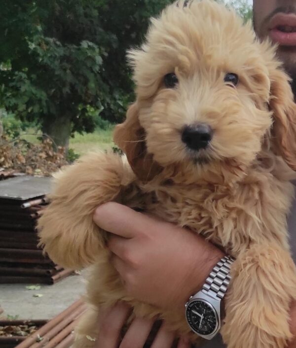 Milo Goldendoodle