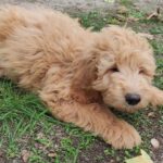 Milo-male-goldendoodle-puppy-for-sale- (2)