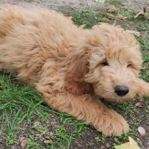 Milo Goldendoodle