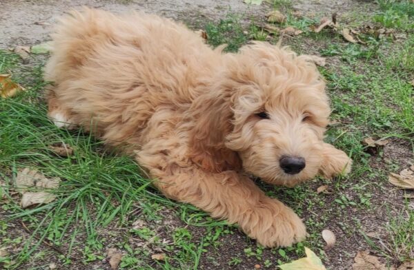 Milo Goldendoodle