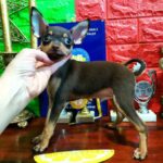 Miranda Russian Toy Terrier