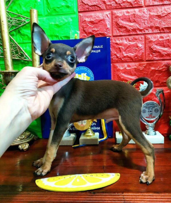 Milord Russian Toy Terrier