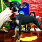 Miranda-female-Russian-Toy-puppy-for-sale-1