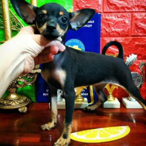 Miranda Russian Toy Terrier
