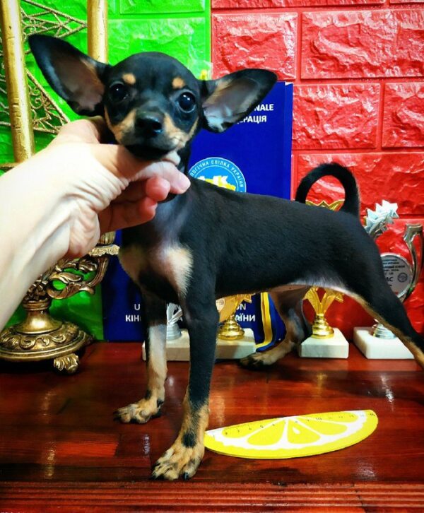 Miranda Russian Toy Terrier