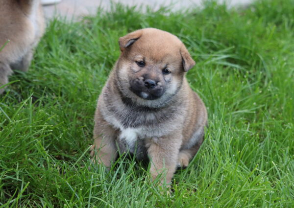 Misha Shiba Inu