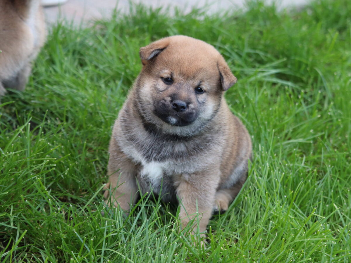 Shiba Inu Dogs and Puppies for sale