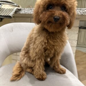 Mojito Toy Poodle