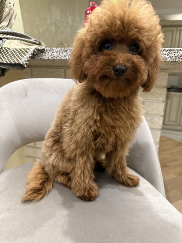 Mojito Toy Poodle
