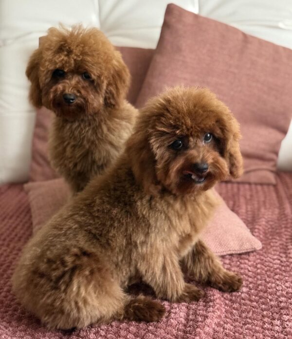 Mojito Toy Poodle