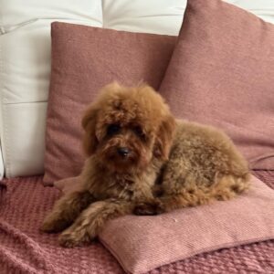 Mojito Toy Poodle