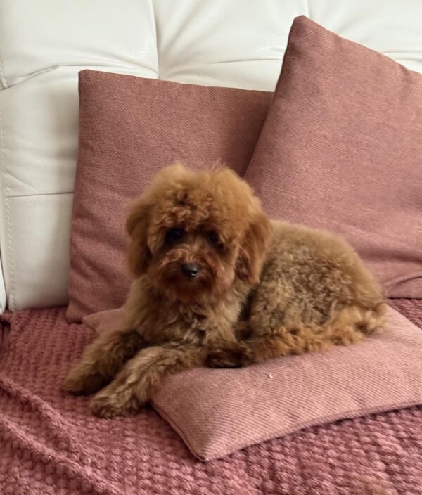 Mojito Toy Poodle