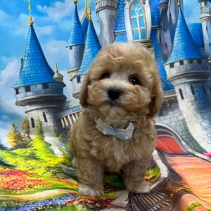 Mr Blue Maltipoo