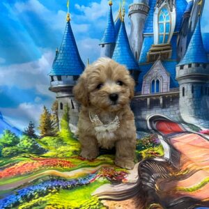 Mr Cream Maltipoo