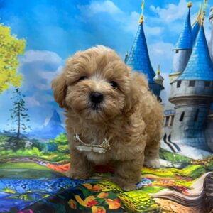 Mr Cream Maltipoo