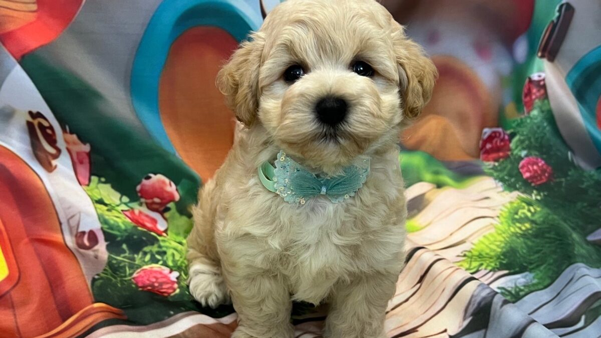 Greenfield Puppies Small Cross Breed Puppies For Sale Maltipoo