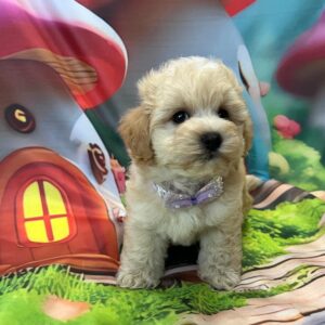 Mr Purple Maltipoo