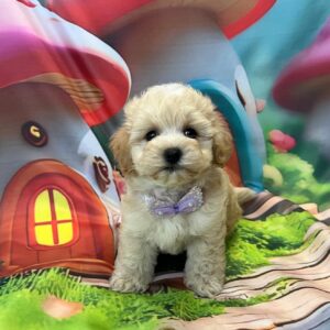 Mr Purple Maltipoo